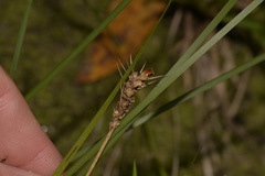 Lomandra fluviatilis
