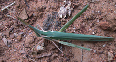 Acrida acuminata