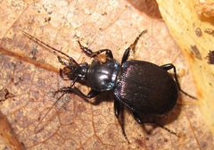Sphaeroderus stenostomus