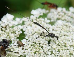 Gasteruption jaculator