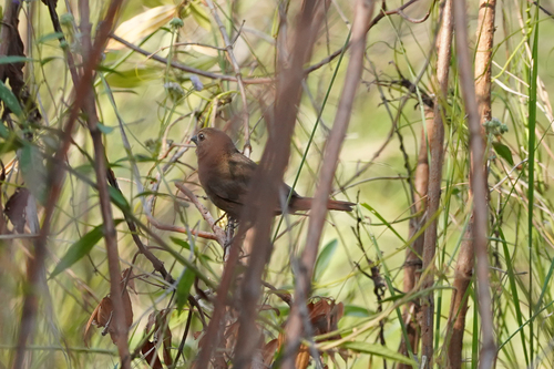 Lesser Seedcracker