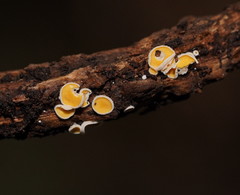 Lachnum lachnoderma