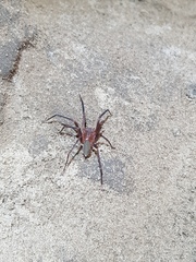 Cheiracanthium furculatum