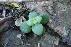 Crassula cordata