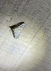 Glyphodes onychinalis