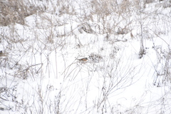 Fringilla montifringilla