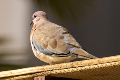 Streptopelia senegalensis