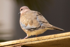 Streptopelia senegalensis