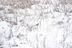 Fringilla montifringilla