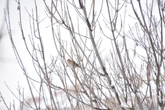 Fringilla montifringilla