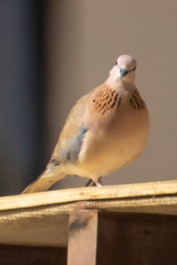 Streptopelia senegalensis