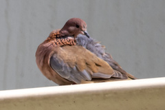 Streptopelia senegalensis