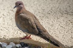 Streptopelia senegalensis