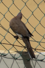 Streptopelia senegalensis