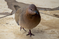 Streptopelia senegalensis