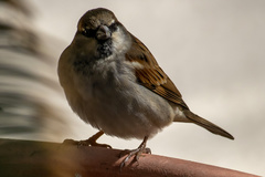 Passer domesticus