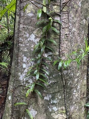 Freycinetia scandens