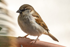 Passer domesticus