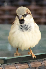 Passer domesticus