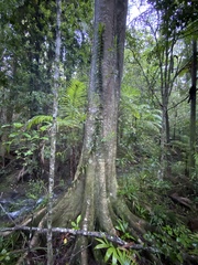 Freycinetia scandens