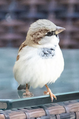 Passer domesticus