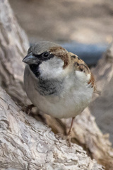 Passer domesticus