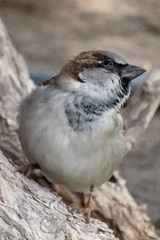 Passer domesticus