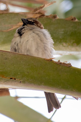 Passer domesticus