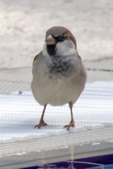 Passer domesticus