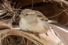 Passer domesticus