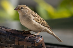 Passer domesticus