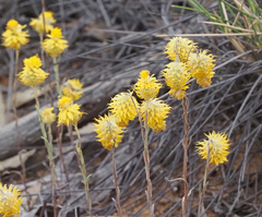 Waitzia acuminata acuminata