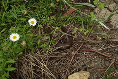 Cyclodomorphus michaeli