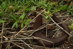 Cyclodomorphus michaeli