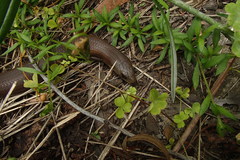 Cyclodomorphus michaeli