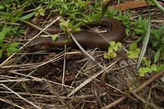 Cyclodomorphus michaeli