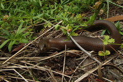 Cyclodomorphus michaeli