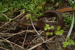 Cyclodomorphus michaeli