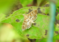 Sameodes