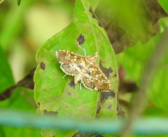 Sameodes