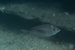 Gymnocranius audleyi