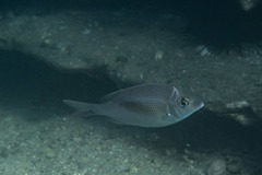 Gymnocranius audleyi