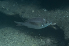 Gymnocranius audleyi