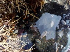 Ischnochiton australis