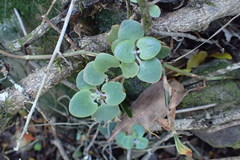 Crassula cordata
