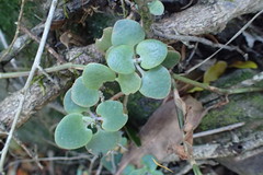 Crassula cordata
