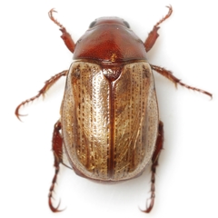 Anomala flavipennis