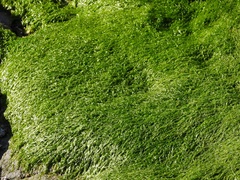 Ulva flexuosa