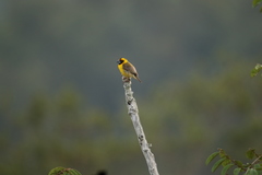 Pachyphantes superciliosus