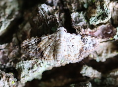 Araeopteron epiphracta